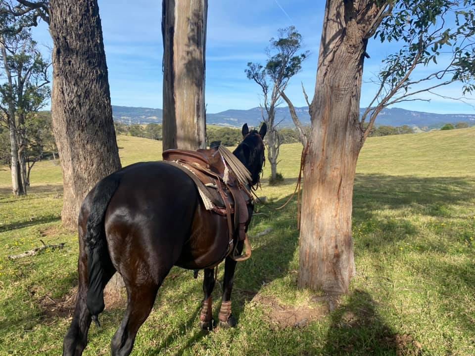 Customer photo review of Equine Joint Plus™️ 10kg