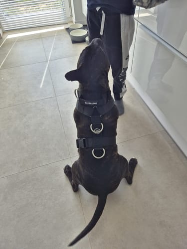 Customer photo review of Training Anti Pull TRI-Harness® | M-XL Breeds - Black