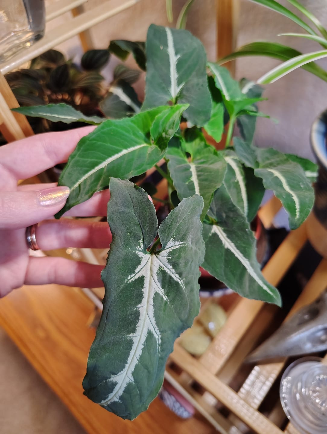 Customer photo review of Syngonium wendlandii