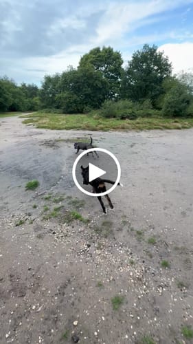 Customer video review of 4cm Slip on Collar | Foam Padded - Blue