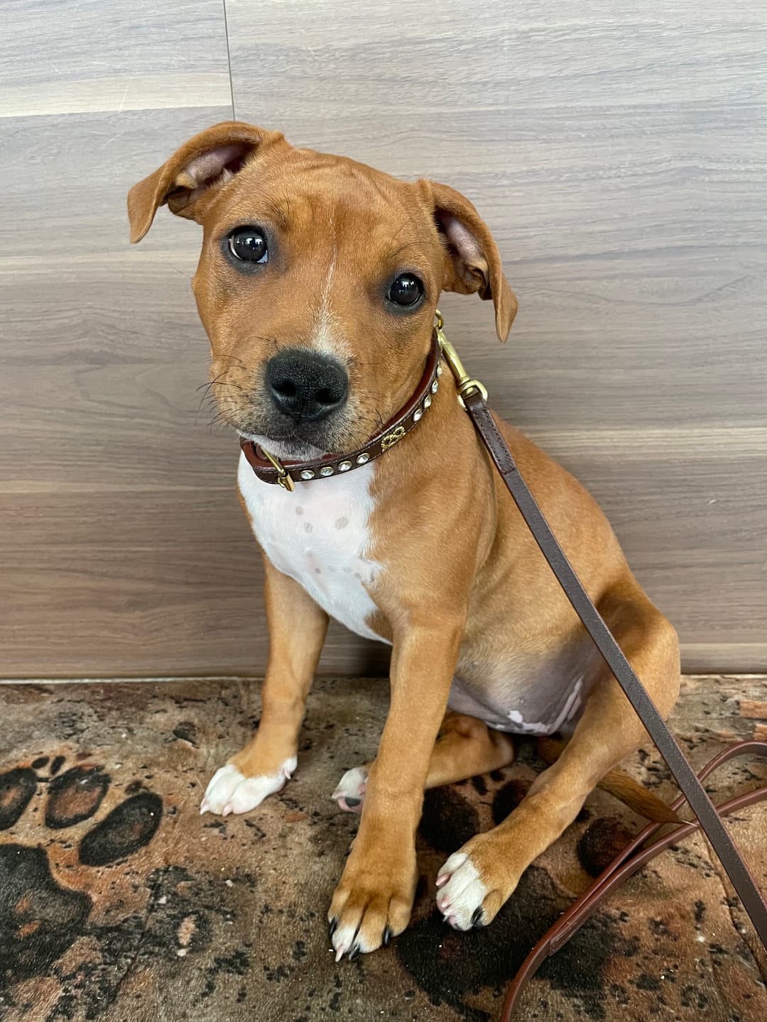 Customer photo review of Staffordshire Bull Terrier 1935® Show Collar & Leash Set - Diamond - Brown & Gold