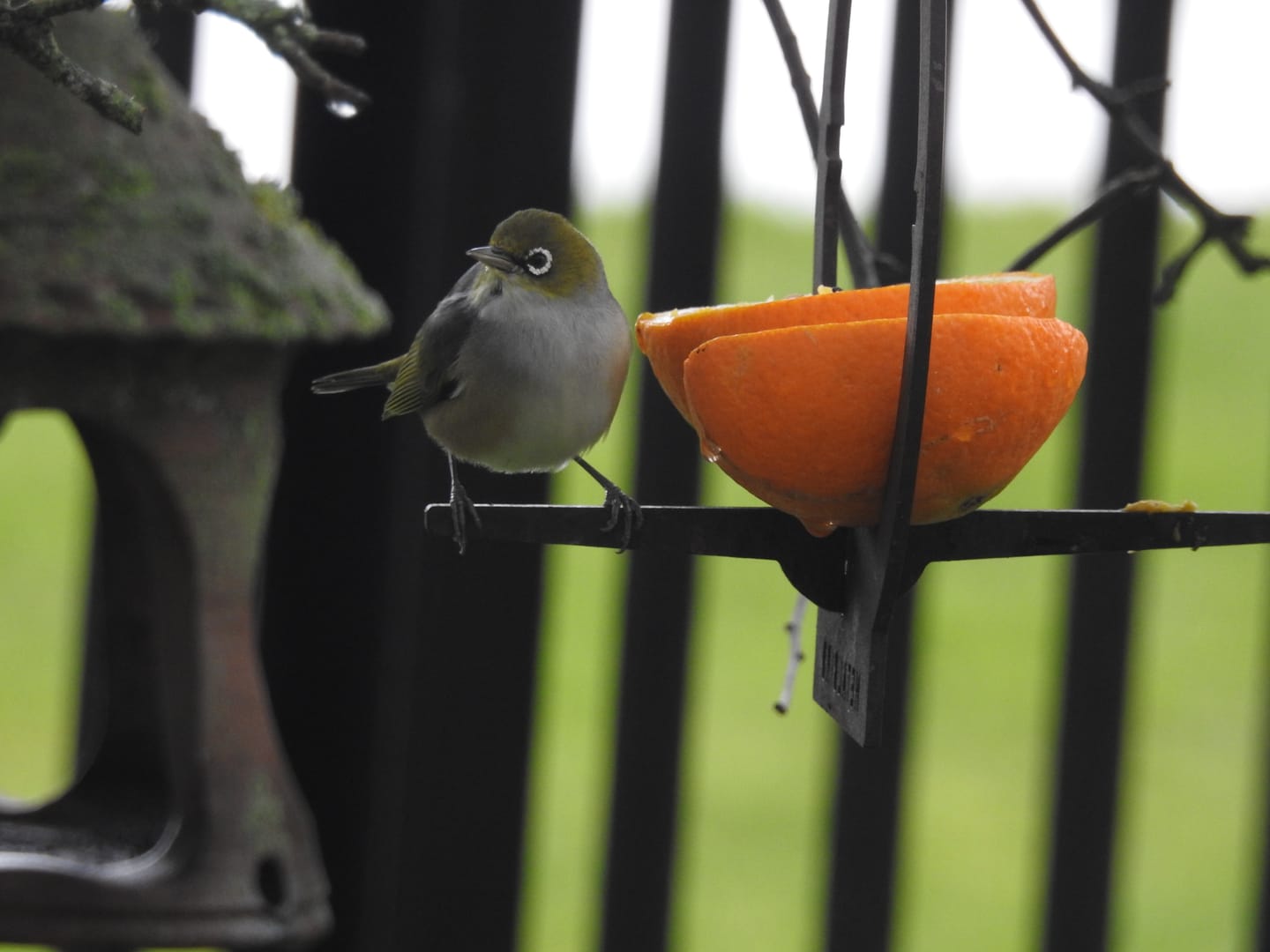 Customer photo review of Hanging Bird Feeder