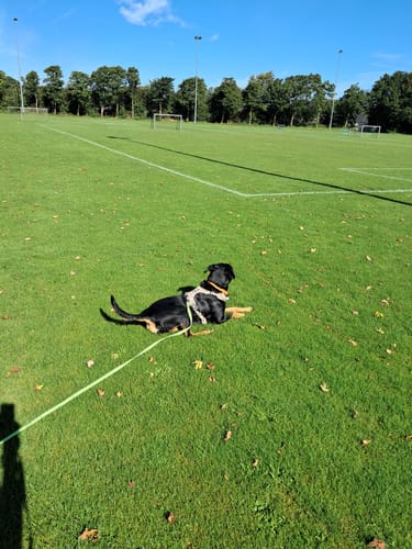 Customer photo review of Dog Copenhagen Comfort Walk Pro™ hundesele Desert Dune