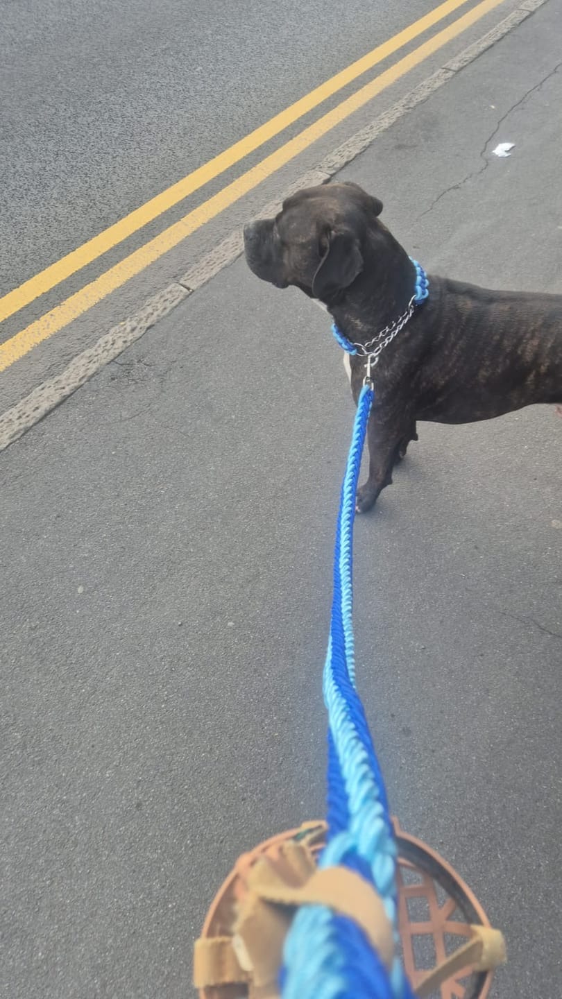 Customer photo review of Paracord Rope Lead Set (Two Tone Colour)