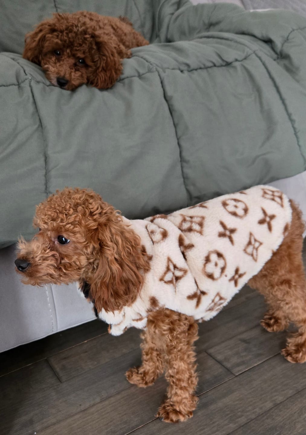 Customer photo review of LOUIS PAWTTON DESIGNER VEST