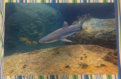 Customer photo review of יצירת פוסטר מתמגנט מתמונה