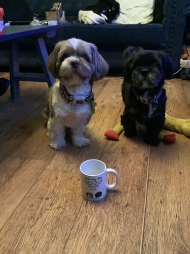 Customer photo review of Personalised Mug With Dog or Cat - Dear Pet Parent