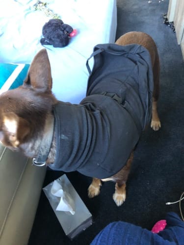 Customer photo review of CuddleCoat - Hondenbadjas van Microvezel met Klittenband