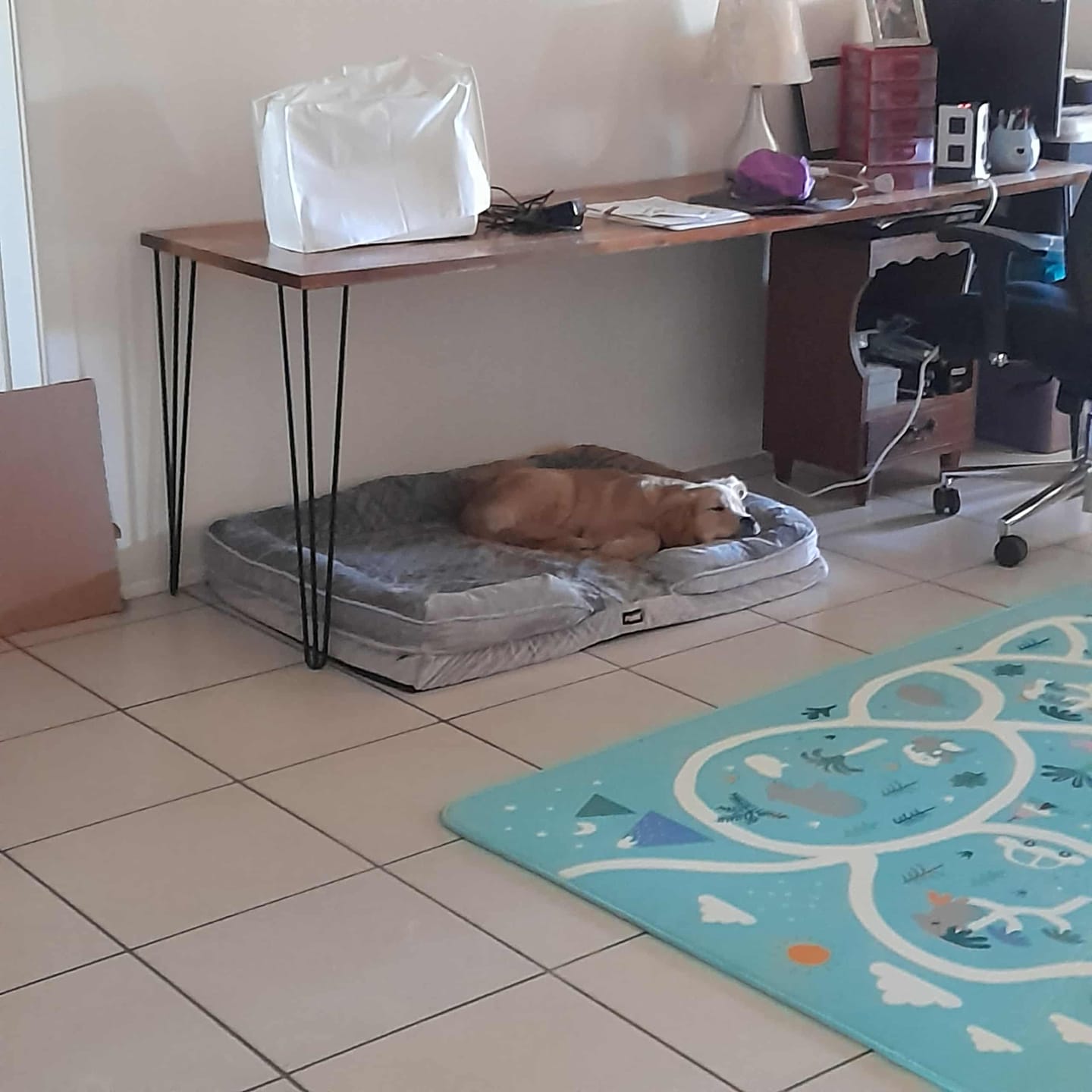 Customer photo review of Memory Foam Pet Sofa Bed