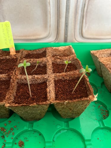 Customer photo review of Permanent Marker Samen Feminisiert