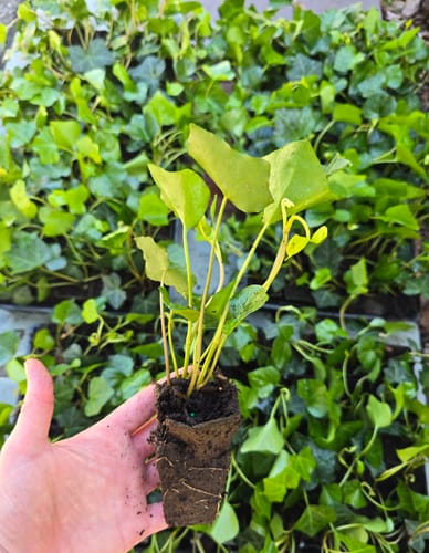 Customer photo review of English Ivy 50 Count Flat