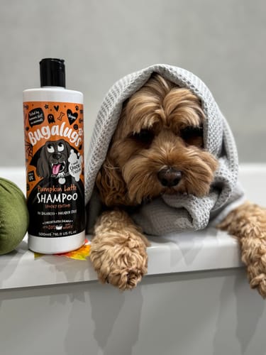 Customer photo review of Spooky Edition: Pumpkin Latte Bundle (Shampoo + Cologne)