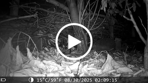 Customer video review of 48 megapixel wildcamera met perfect nachtzicht