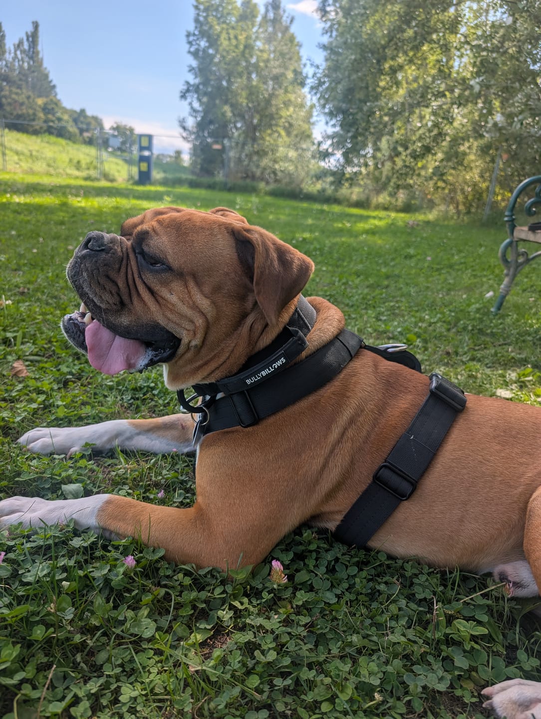 Customer photo review of 4cm LIGHTER Combat® Collar | Handle Rated Clip - Black x Black