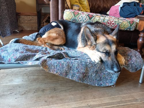 Caroline K. review of HiK9 Bed with Grey Mesh Cover image 1 out of 1