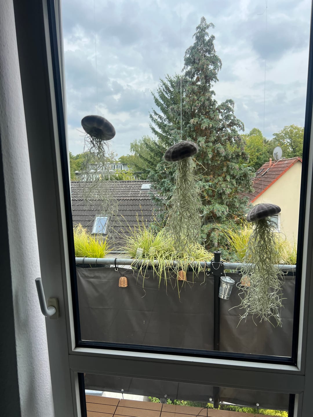 Customer photo review of Tillandsien Qualle - 3er Bundle
