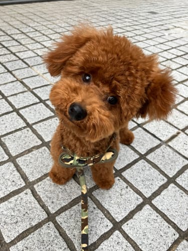 Customer photo review of FunFunPet 高機能ハーネス（お名前タグ作成サービス付き）