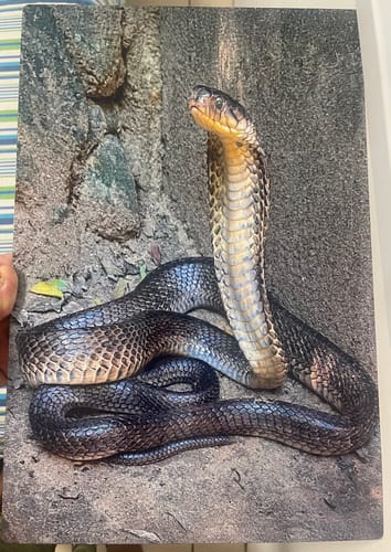 Customer photo review of יצירת פוסטר מתמגנט מתמונה