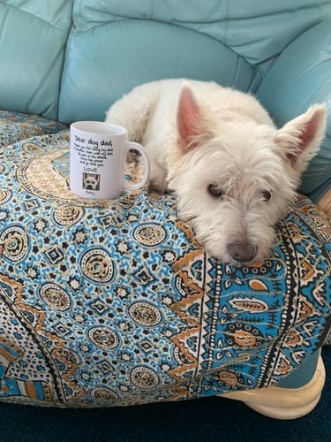 Customer photo review of Personalised Mug With Dog or Cat - Dear Pet Parent