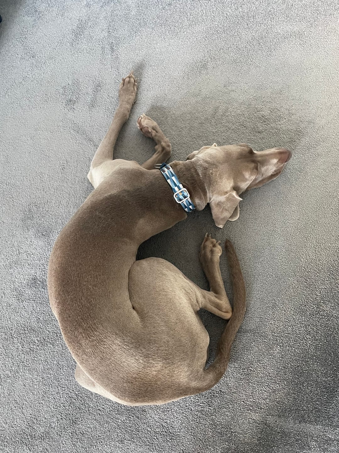 Customer photo review of Core Collar