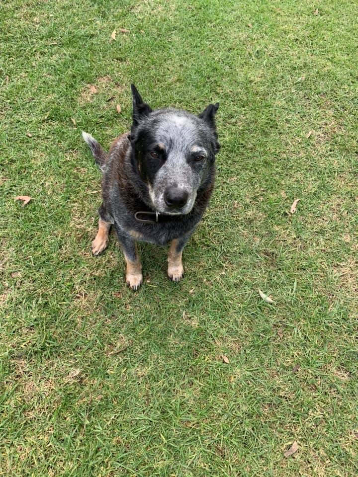 Customer photo review of Canine Joint Plus™️ 250g