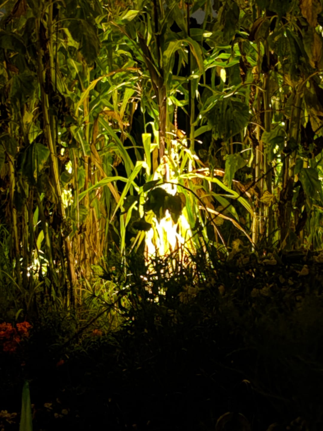 Customer photo review of TSUN Solar Spotlights Outdoor Garden Lights