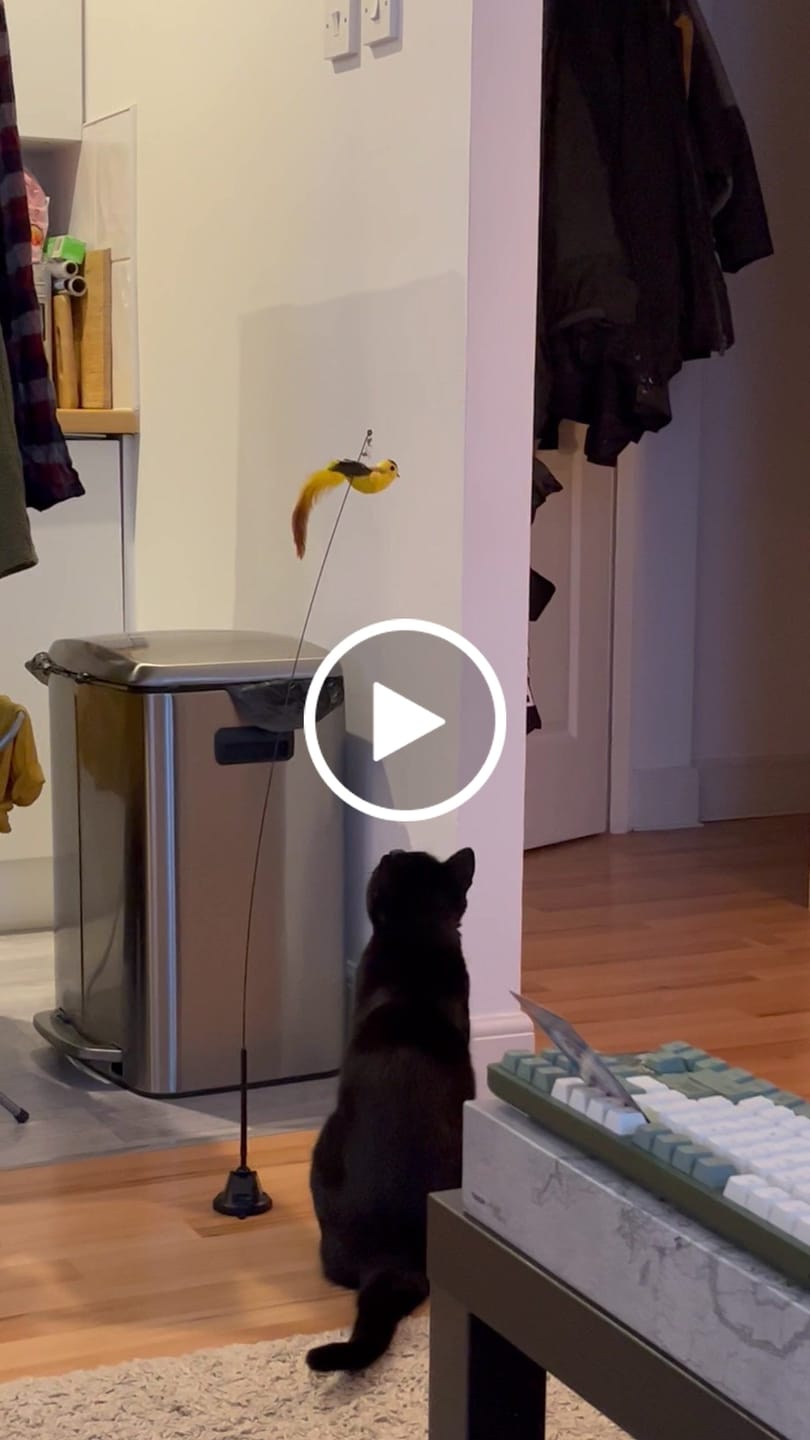 Customer video review of Interactive Bird Simulation Cat Toy Set | Leo's Paw