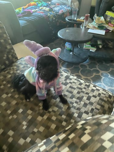 Customer photo review of Halloween Dog Hoodie - Unicorn