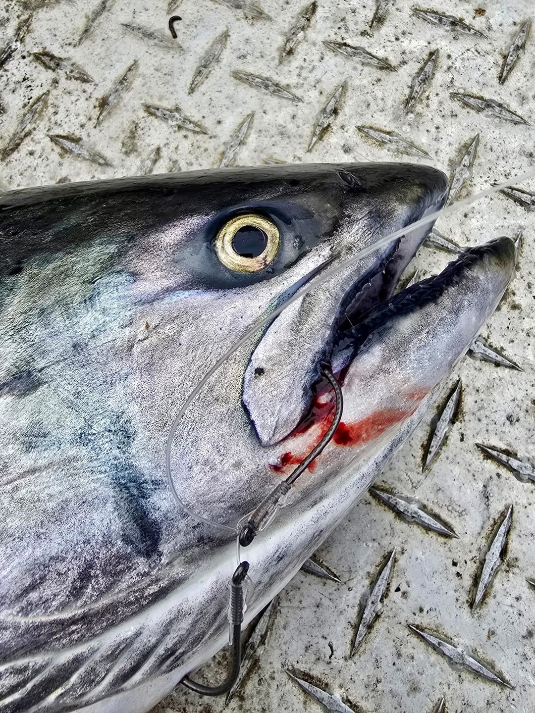 Customer photo review of Salmon Hooks - Nano
