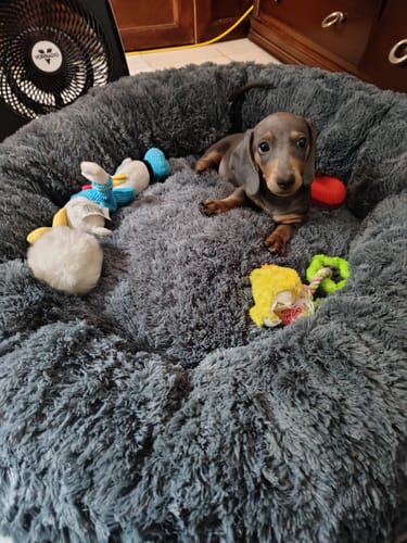 Customer photo review of Cama Antiestrés para Perros