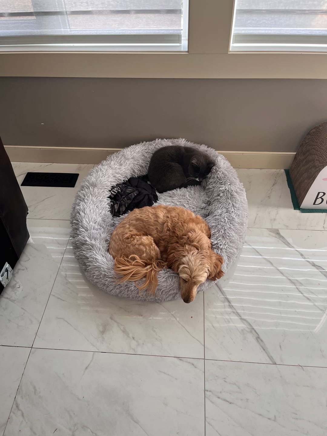 Customer photo review of Calming Dog Bed