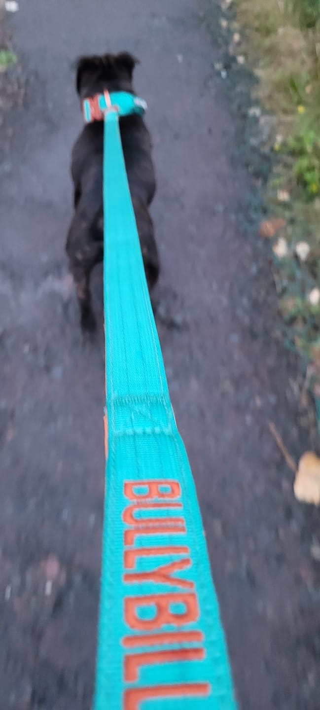 Customer photo review of 5cm Lighter Combat® Collar | With Handle Secure Clip - Turquoise x Orange