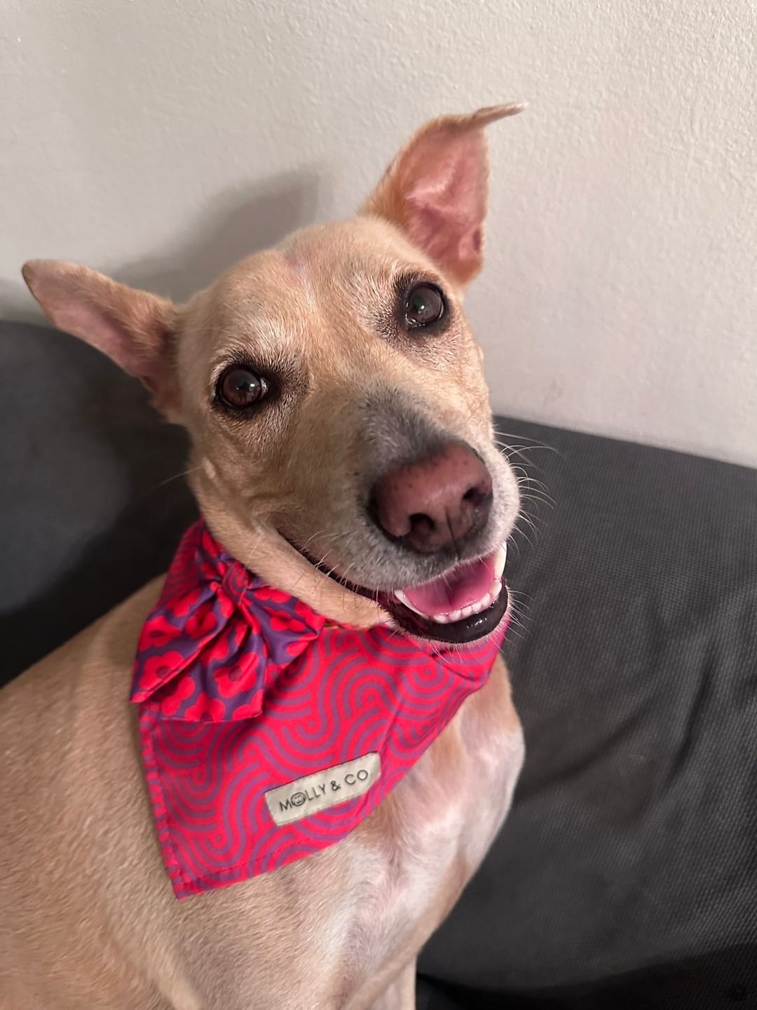 Customer photo review of Mon Chéri - Dog Sailor Bowtie