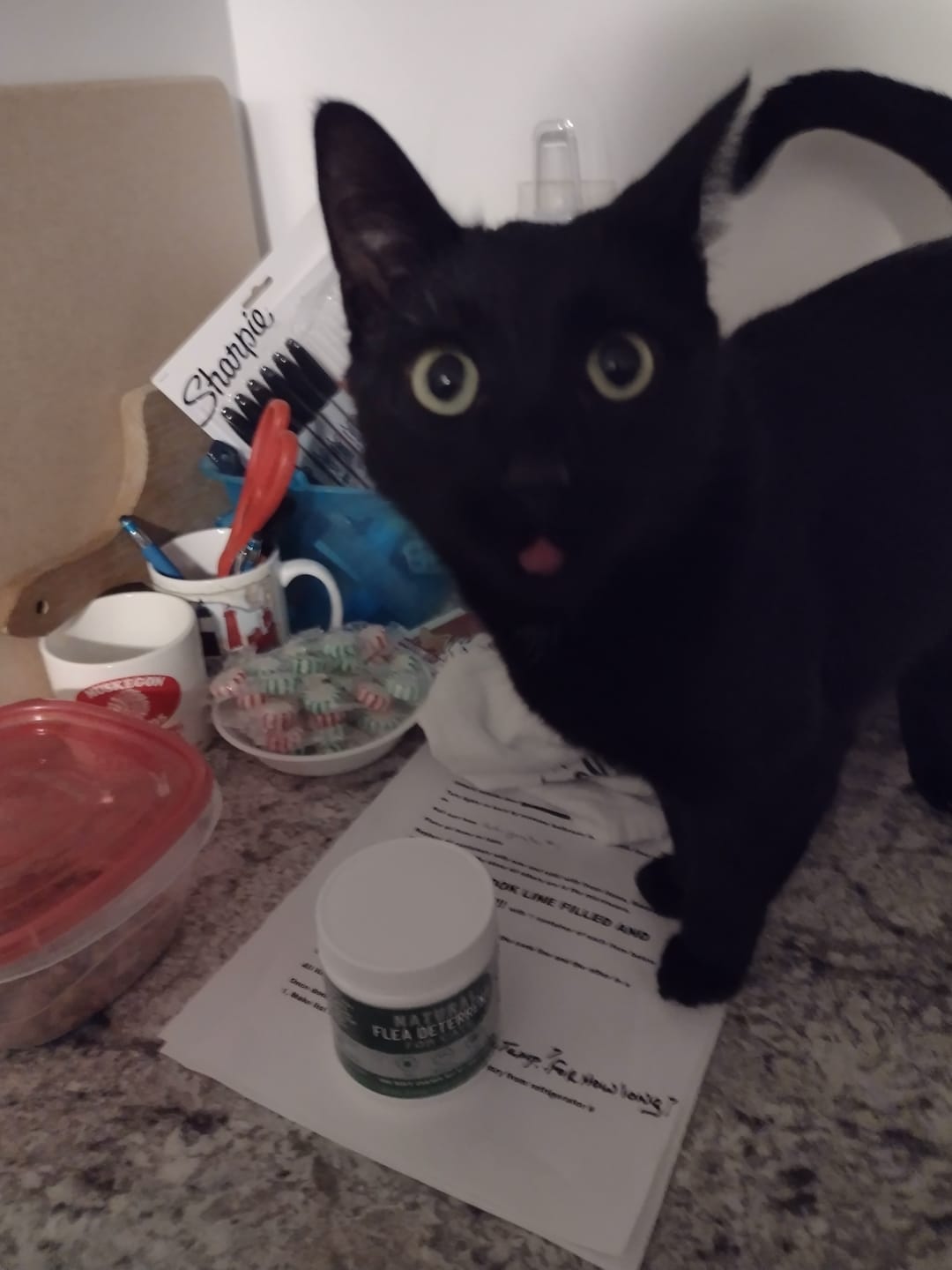 Customer photo review of GCP Flea & Tick Natural Defense for Cats - 100 Soft Chews