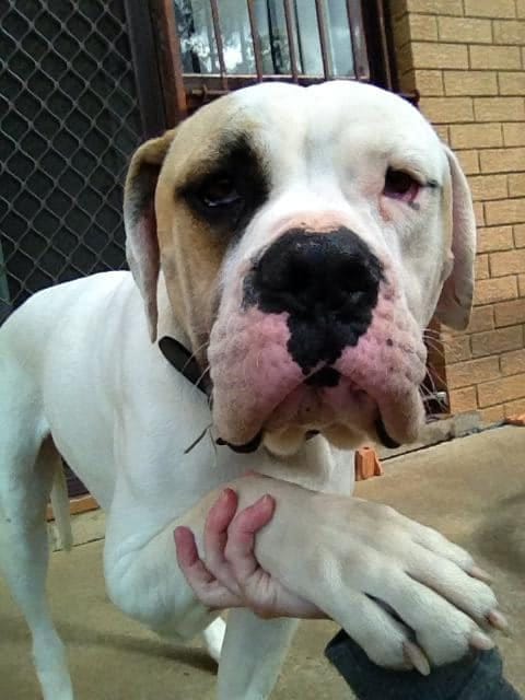 Customer photo review of Canine Joint Plus™️ 500g