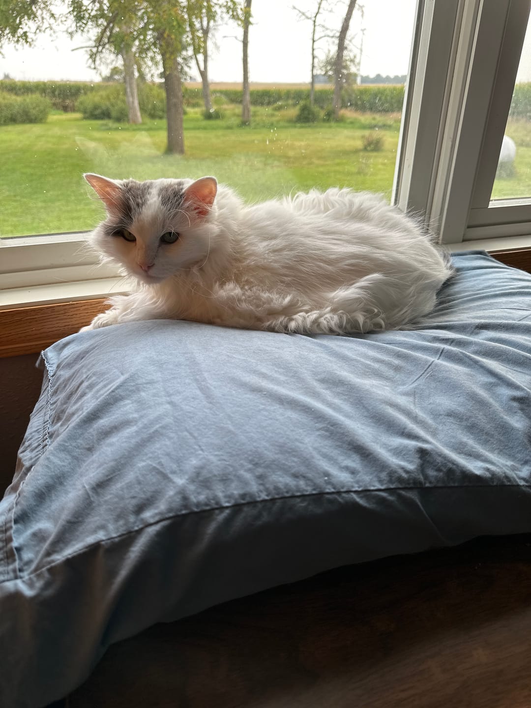 Customer photo review of Royal Canin Veterinary Diet - Urinary SO + Calm Dry Cat Food