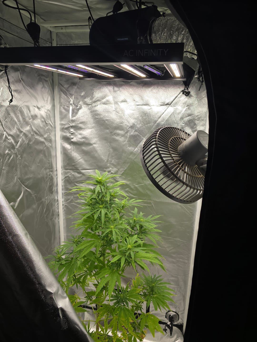 Customer photo review of IONFRAME EVO4, SAMSUNG LM301H EVO COMMERCIAL LED GROW LIGHT, 300W, 3X3 FT.