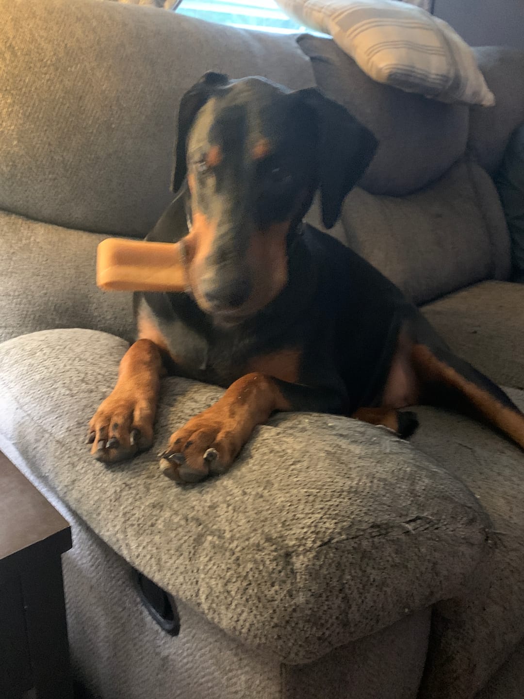 Customer photo review of Himalayan Yak Chew (MEGA)