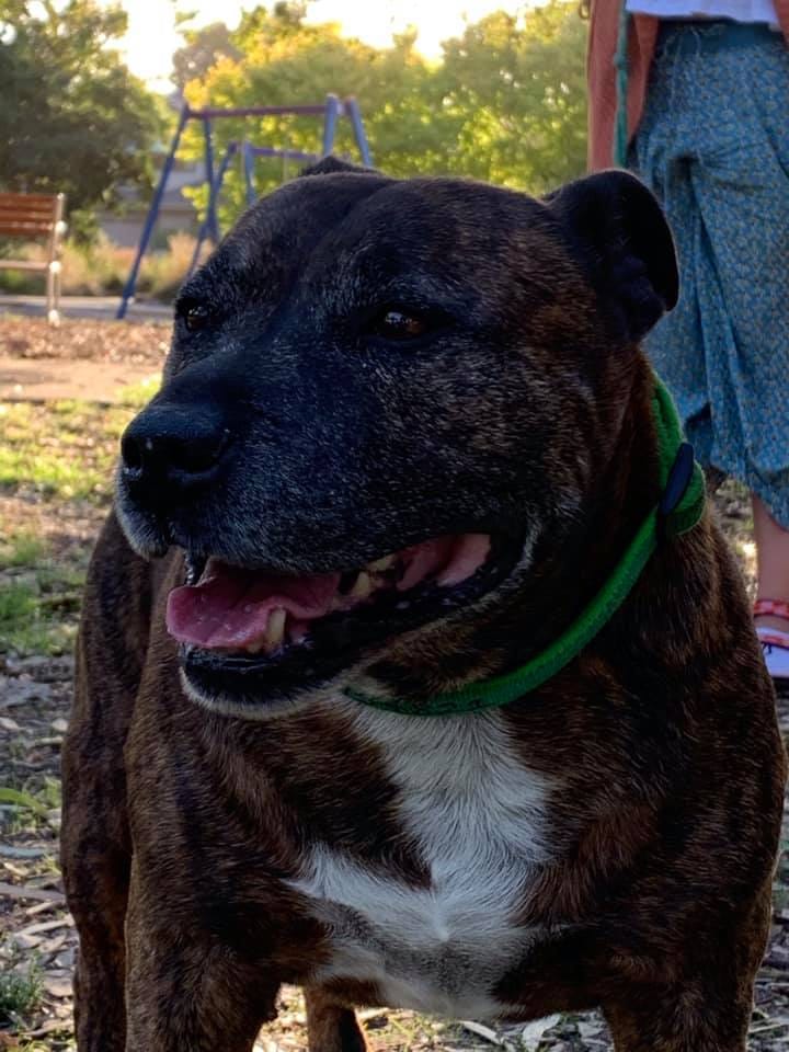 Customer photo review of Canine Joint Plus™️ 500g