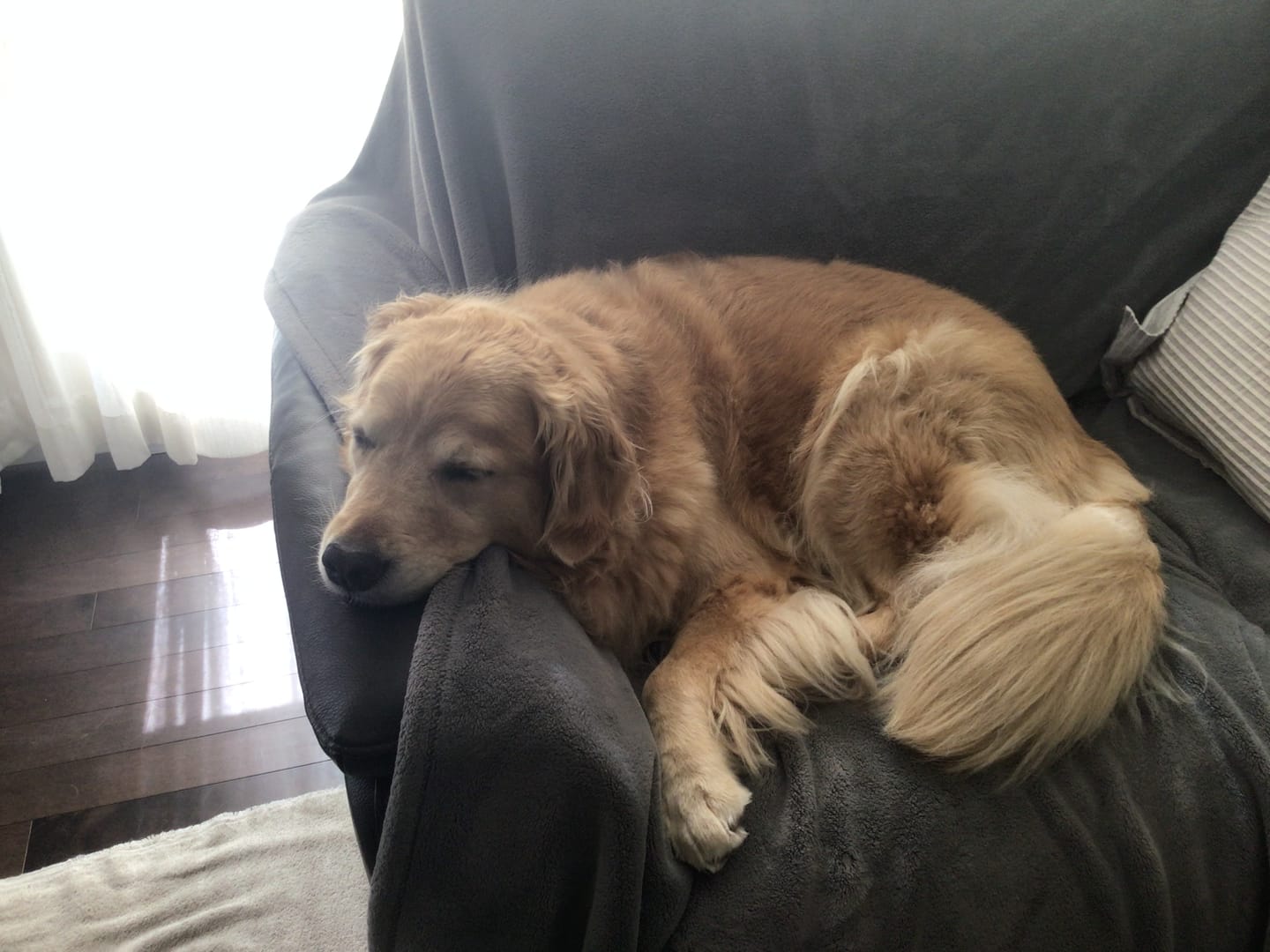 Customer photo review of TRIO PEAU pour chiens et chats : DIGI, TOXY, PEASY