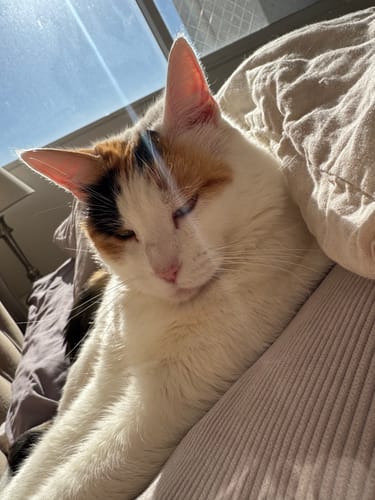 Customer photo review of ROYAL CANIN URINARY S/O Feline 1,5 Kg
