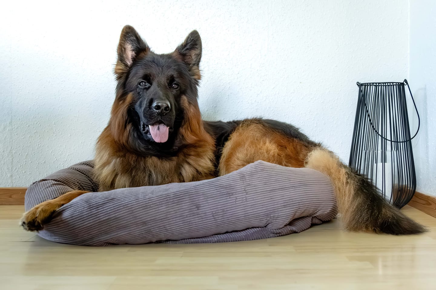 Customer photo review of Staey - Luna 3.0 Hundeseng, Taupe Fløjl