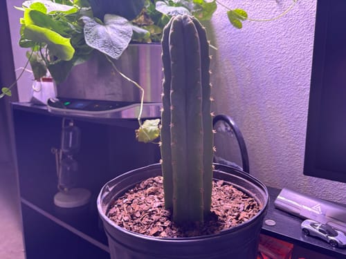 Customer photo review of San Pedro Cactus | Trichocereus (Echinopsis) Pachanoi