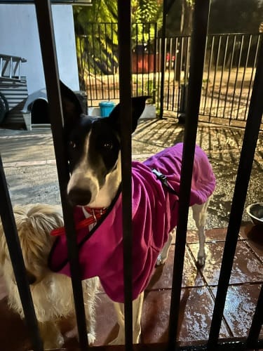 Customer photo review of CuddleCoat - Hondenbadjas van Microvezel met Klittenband