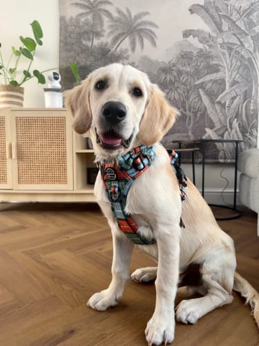 Customer photo review of Tough Trails™ Harness - Harvest Plaid