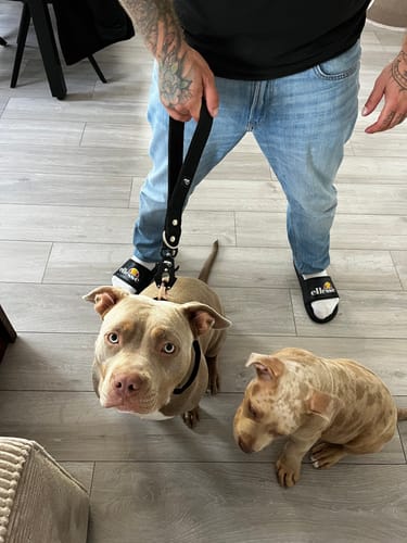 Customer photo review of City Leash Svart - Kort starkt stadskoppel