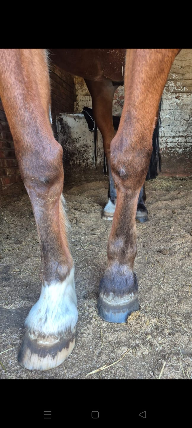 Customer photo review of Flexcare Equine (Joint Supplement For Horses)