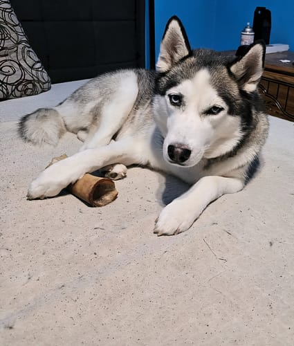 Customer photo review of Smoked Beef Marrow Bone