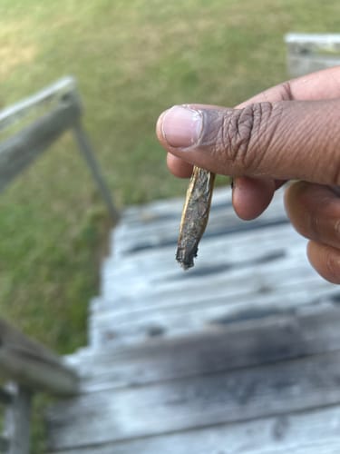 Customer photo review of FREE SAMPLE (with code) THCa Flower