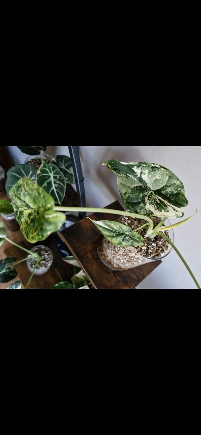 Customer photo review of ALOCASIA DRAGON SCALE VARIEGATA
